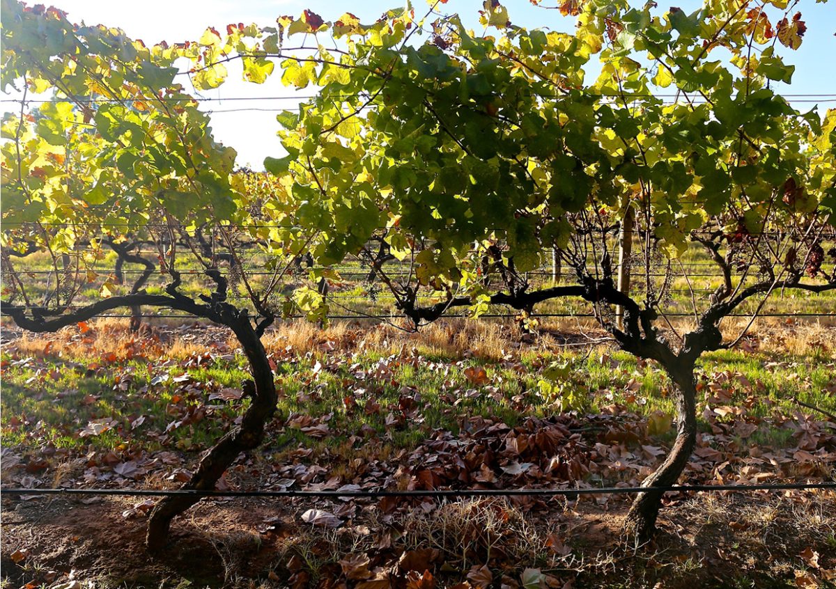 WAAirCruise gallery3