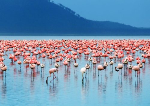 AfricaSafari gallery