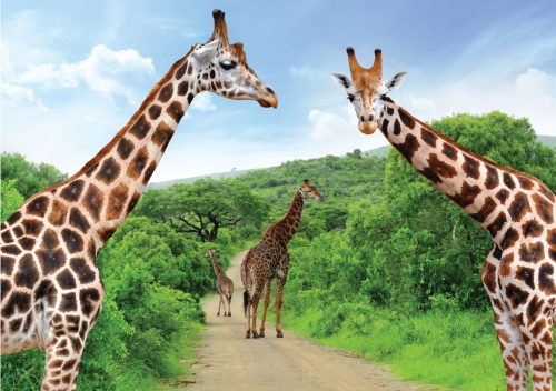 AfricaSafari gallery10