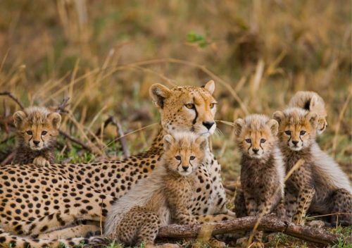 AfricaSafari gallery2