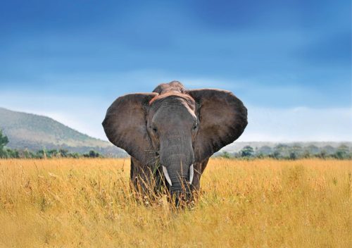 AfricaSafari gallery3