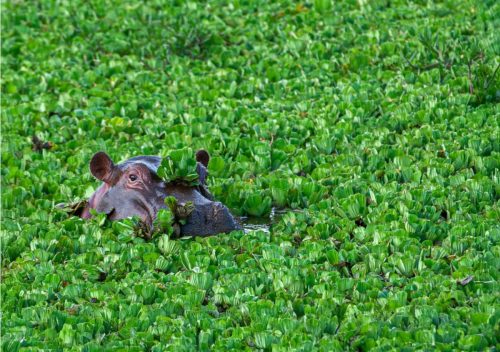 AfricaSafari gallery5