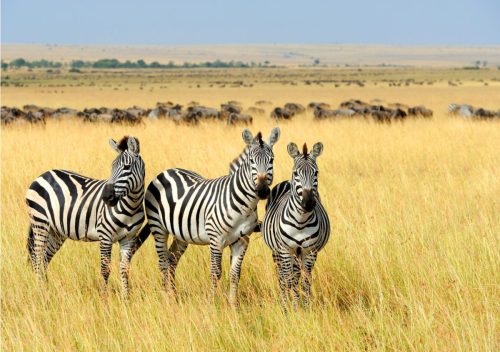 AfricaSafari gallery7