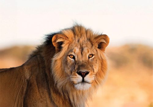 AfricaSafari gallery8