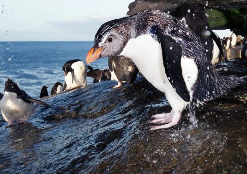 SouthAmericaAntarctica gallery11