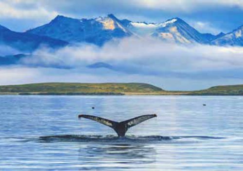 SouthAmericaAntarctica gallery16