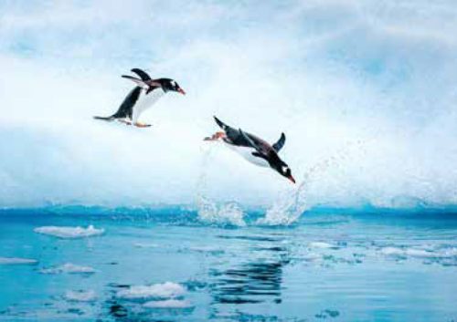 SouthAmericaAntarctica gallery19