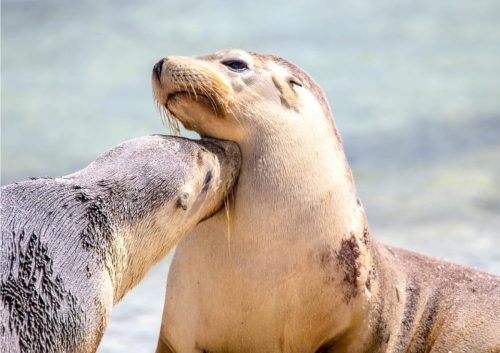 WAAirCruise gallery13