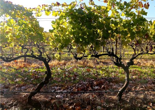 WAAirCruise gallery3